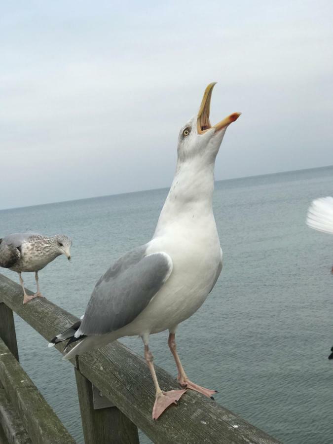 Darsskrabbe Daire Prerow Dış mekan fotoğraf